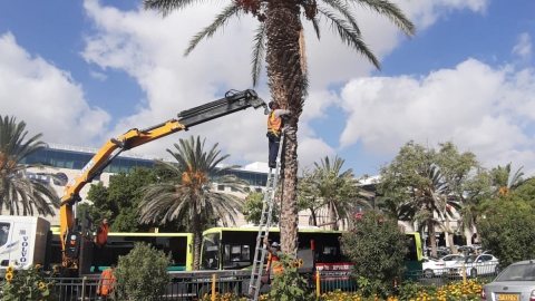 כורתים עצים מסוכנים - חדשות  במעלה נט