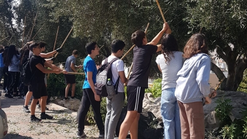 שמן זית תוצרת מעלה אדומים - קהילה במעלה נט