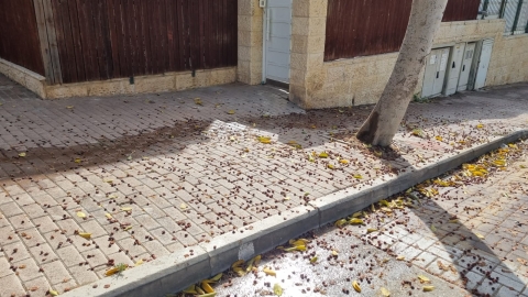  תושבים מתלוננים: הרחובות מזוהמים מנשירת עצי הפיקוס - חדשות  במעלה נט