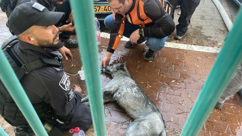 הכלבה חולצה בשלום מהשריפה - חדשות  במעלה נט